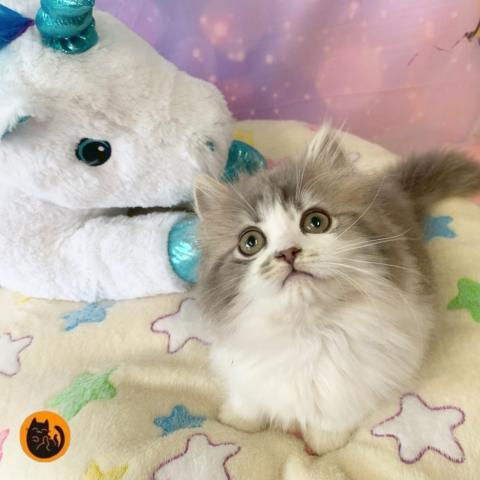 スコティッシュフォールド