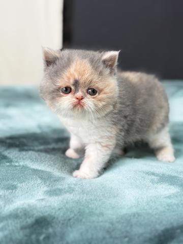 エキゾチックショートヘアー