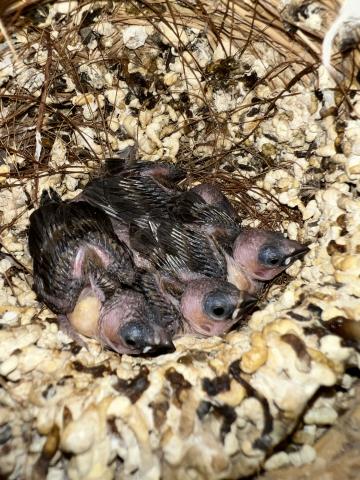 一色十姉妹／雛