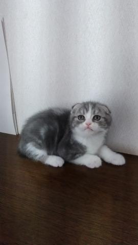 スコティッシュフォールド