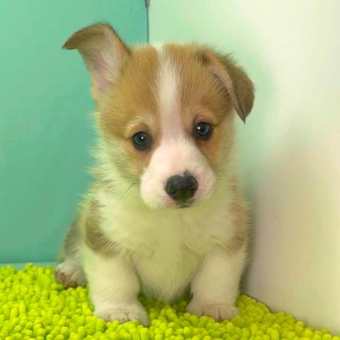 ウェルシュコーギーペンブローク