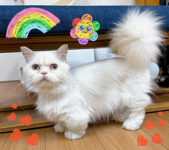 ミヌエット（旧ナポレオン）