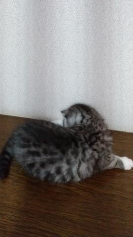 スコティッシュフォールド