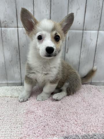 ウェルッシュコーギー・ペンブローグ