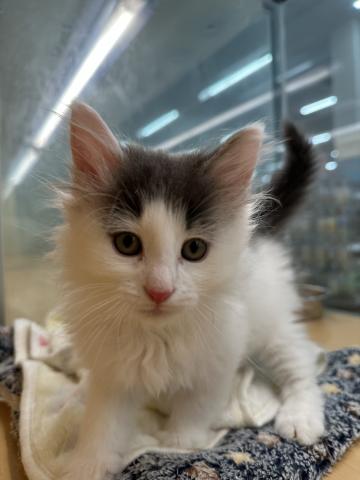 ノルウェージャンフォレストキャット