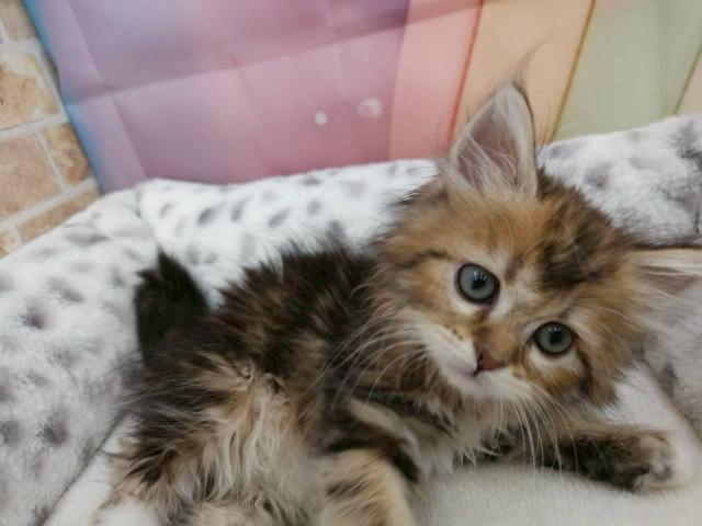 サイベリアン♡ブルータビー＆ホワイト♡みうちゃん🌷GW限定のご縁割価格🌷