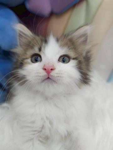 サイベリアン♡ブラウンタビー＆ホワイト♡ちゃたくん🌷GW限定のご縁割価格🌷