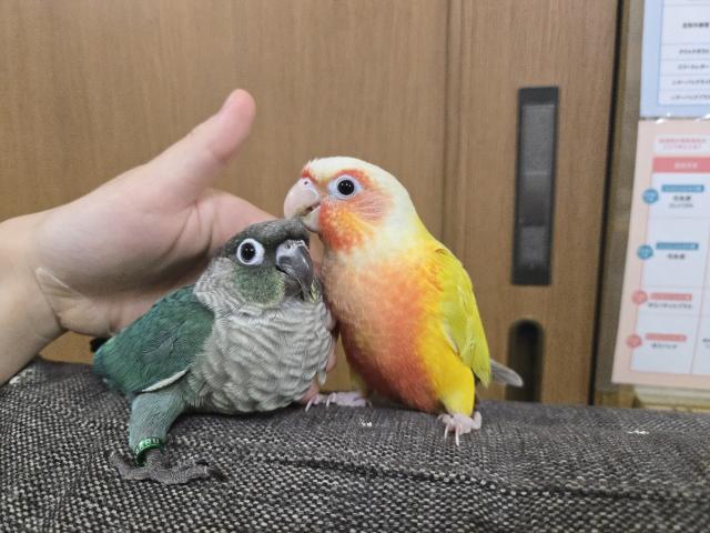 ウロコインコ