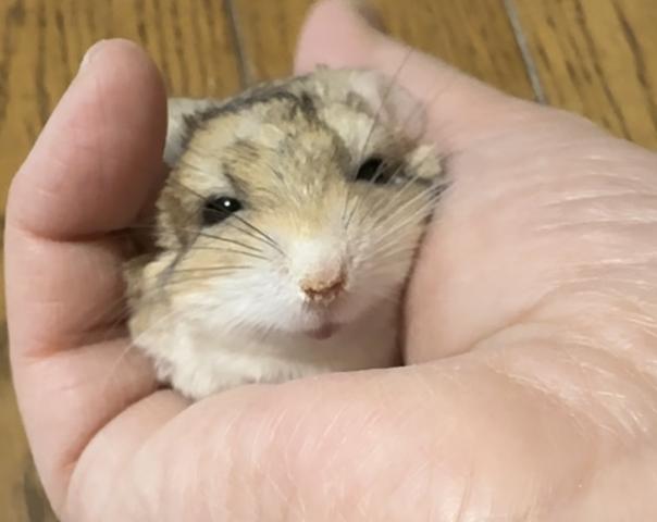 ファットテールジャービル（マカロニマウス）