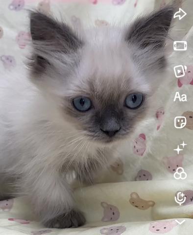 ペルシャ・ヒマラヤン