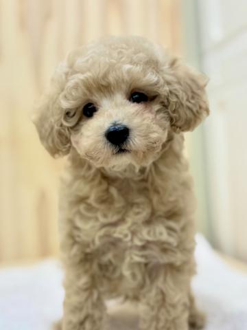 トイプードル