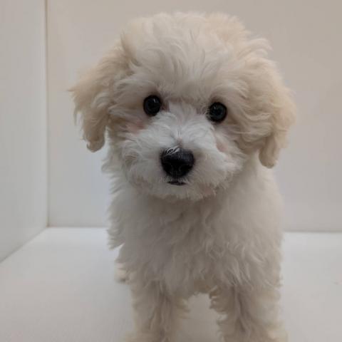 ビションフリーゼ