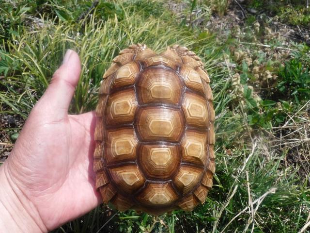 ケヅメリクガメ　km-3