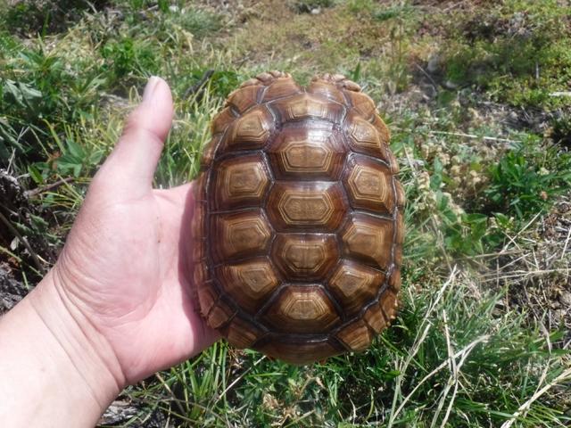 ケヅメリクガメ　km-４