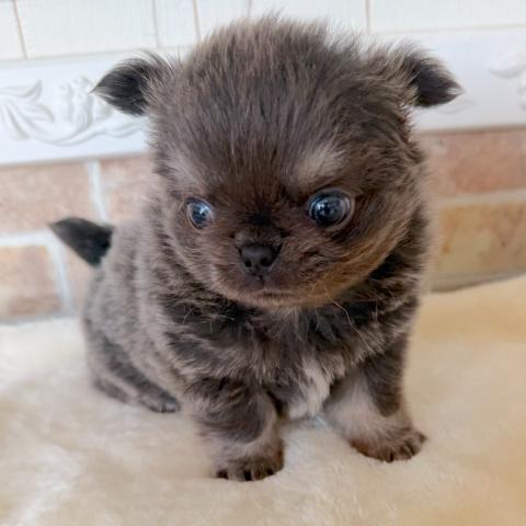 チワワ（ロングコート）