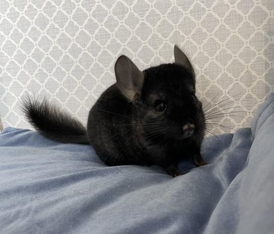 チンチラ ダークエボニー