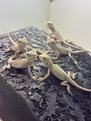 フトアゴヒゲトカゲ