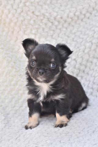 チワワ（ロングコート）