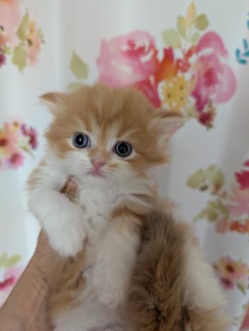 ミヌエット（旧ナポレオン）