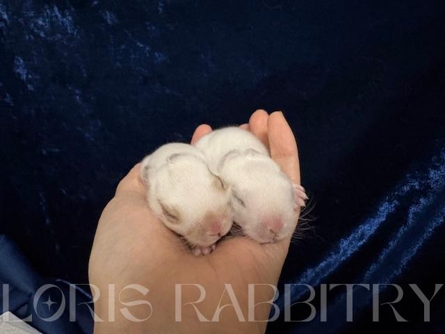 ネザーランドドワーフ