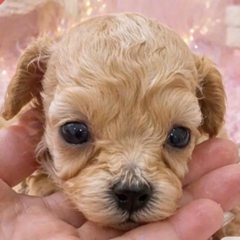 マイクロティーカッププードル💕