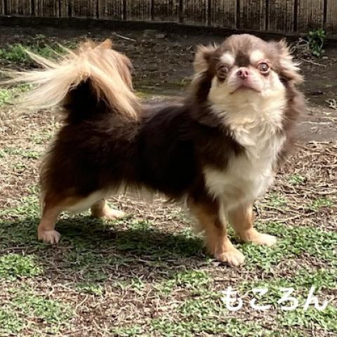 チワワ（ロングコート）