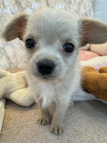 MIXチワワ×トイプードル