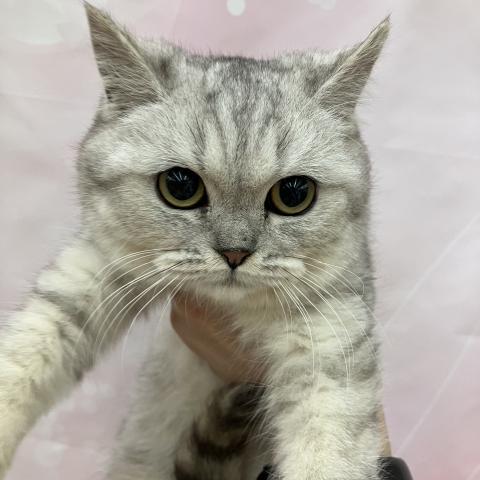 ミヌエット（旧ナポレオン）