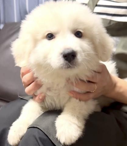 グレートピレニーズ