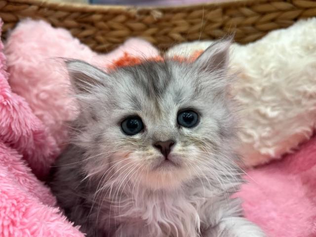 サイベリアン両親遺伝子検査クリア◎エル