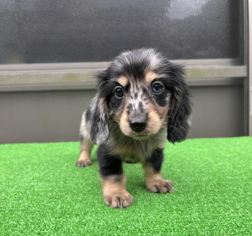 カニンヘンダックスフンド