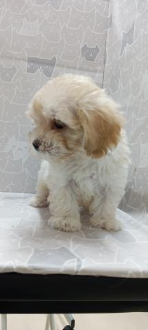 マルチーズ×トイプードル