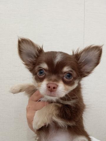 チワワ（ロングコート）