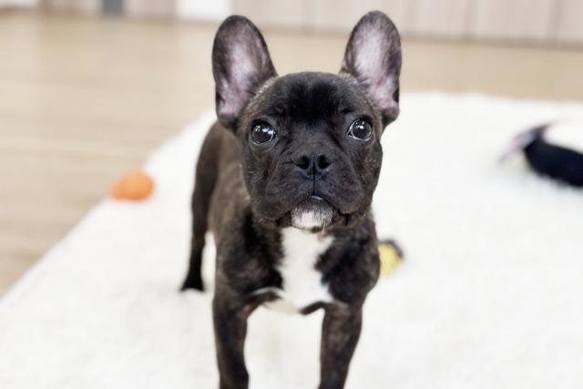 フレンチブルドッグ