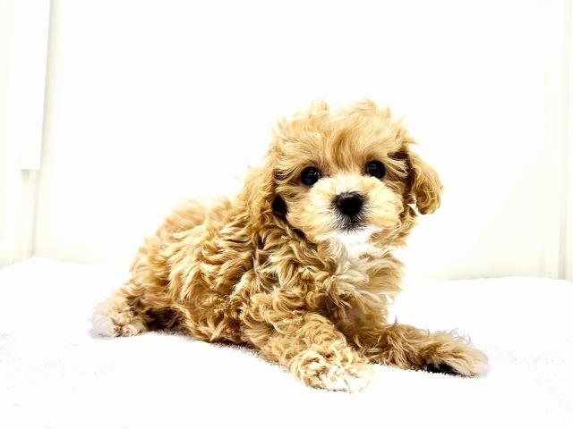MIXマルチーズ×トイプードル　082