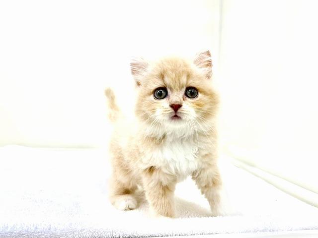 スコティッシュフォールド136