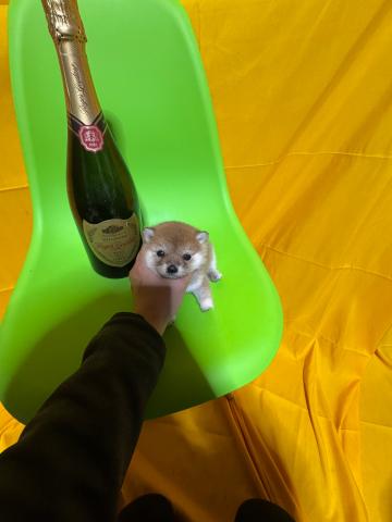 柴犬超極小豆柴2.3kg成犬時予想✨