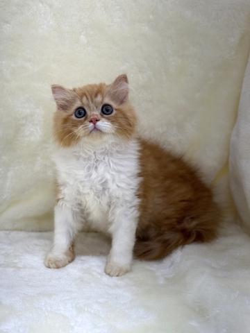 スコティッシュフォールド