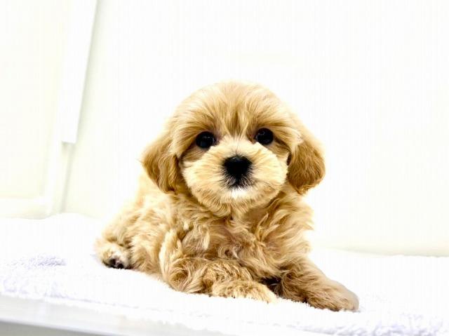 MIXマルチーズ×トイプードル　178