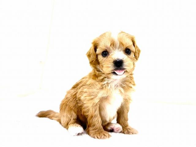 MIXマルチーズ×トイプードル　315