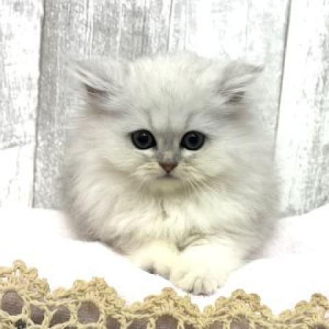 ペルシャ・ヒマラヤン