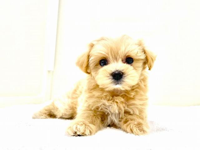 MIXマルチーズ×トイプードル　298