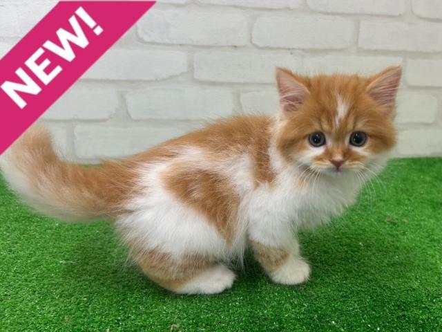 スコティッシュフォールド