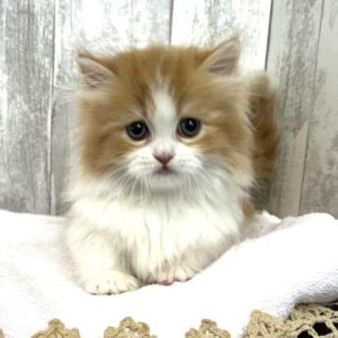 ミヌエット（旧ナポレオン）