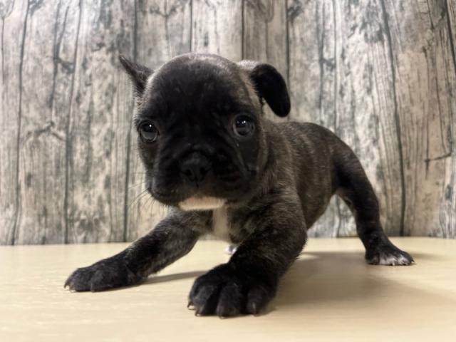 フレンチブルドッグ