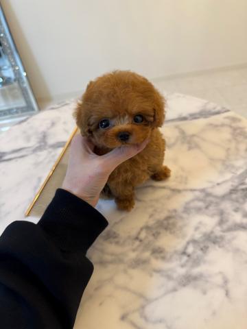 トイプードル🤍マイクロティーカップ🧸🤍