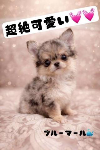 チワワ（ロングコート）