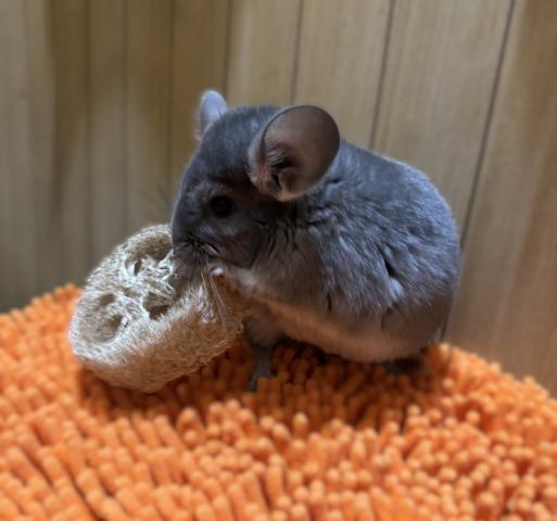 チンチラ　バイオレット
