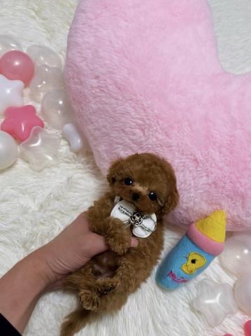 トイプードル🫧ティーカッププードル🫧