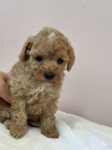 トイプードルタイニー〜ティーカップ